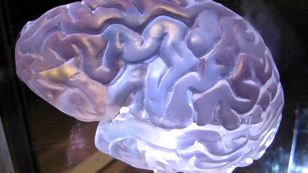 a close up of a plastic brain model
