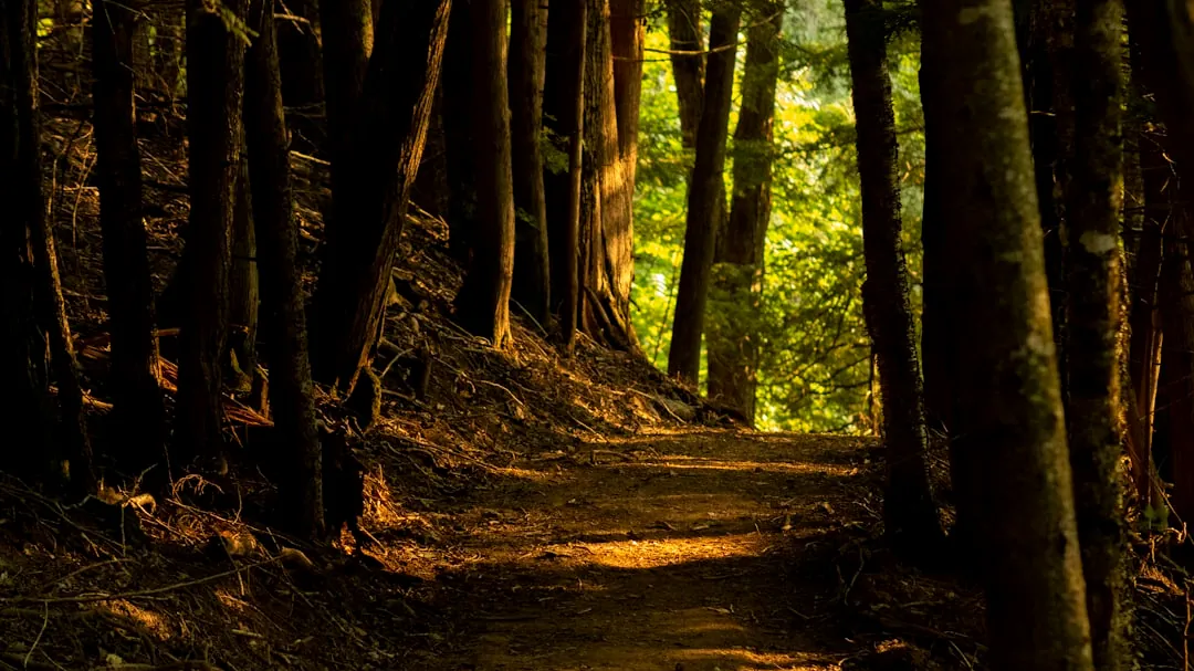 A path through a forest with lots of trees