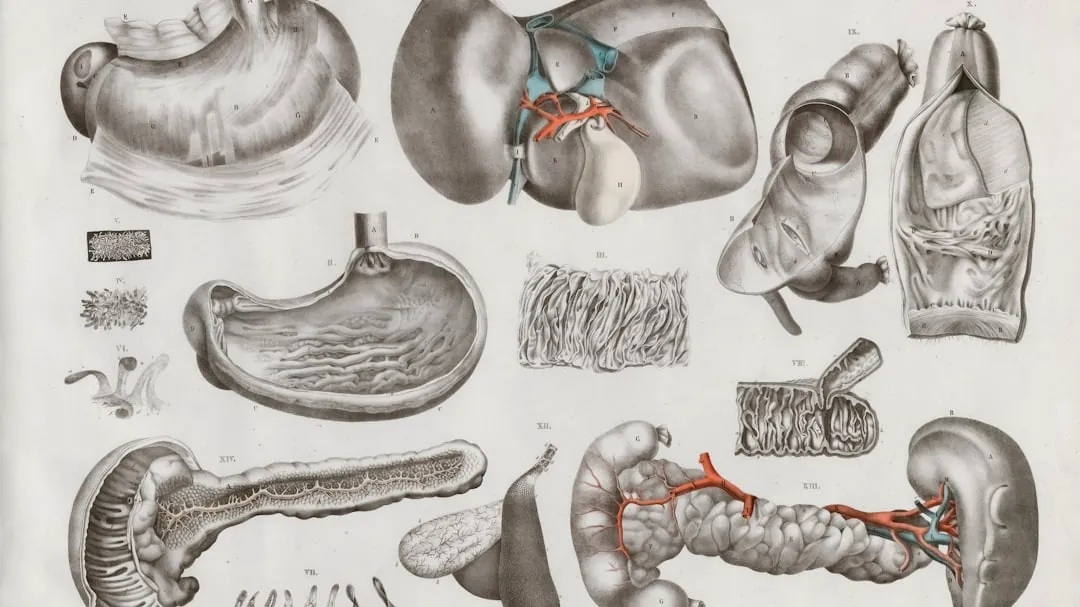 a drawing of a diagram of the human body